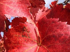 Weinreben