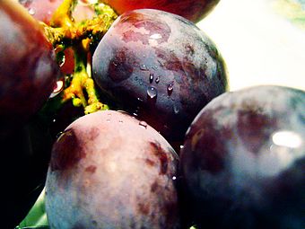 Wein aus Cairanne