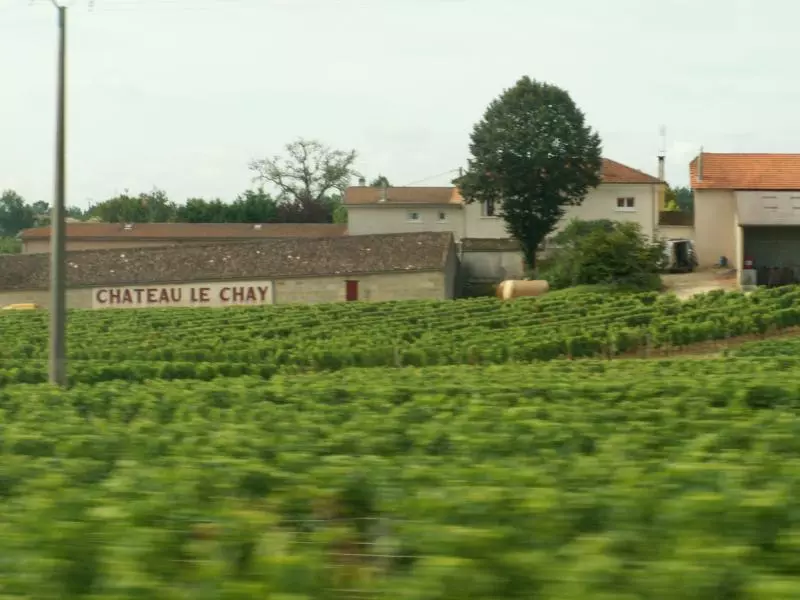 Weinberg in Südfrankreich